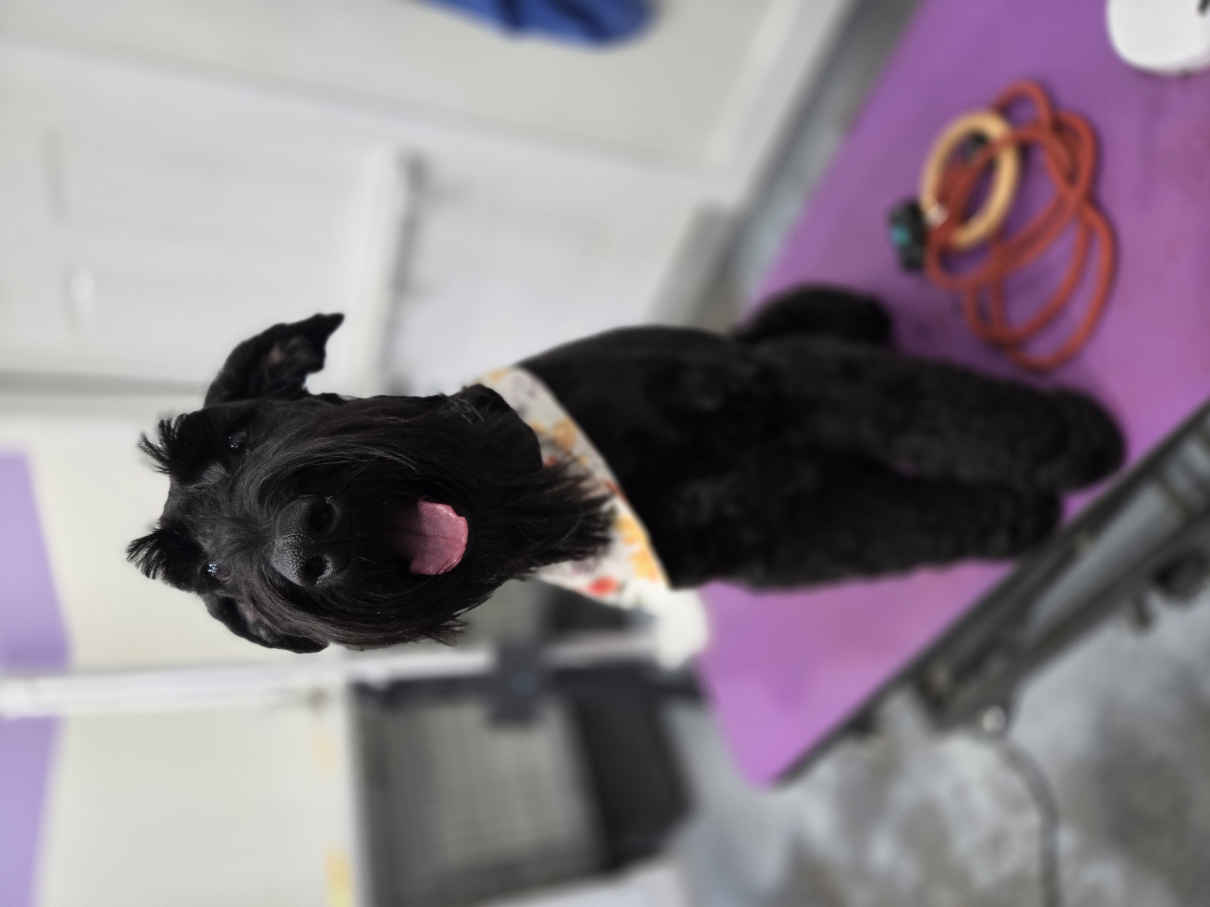 Black Schnauzer - Schnauzer