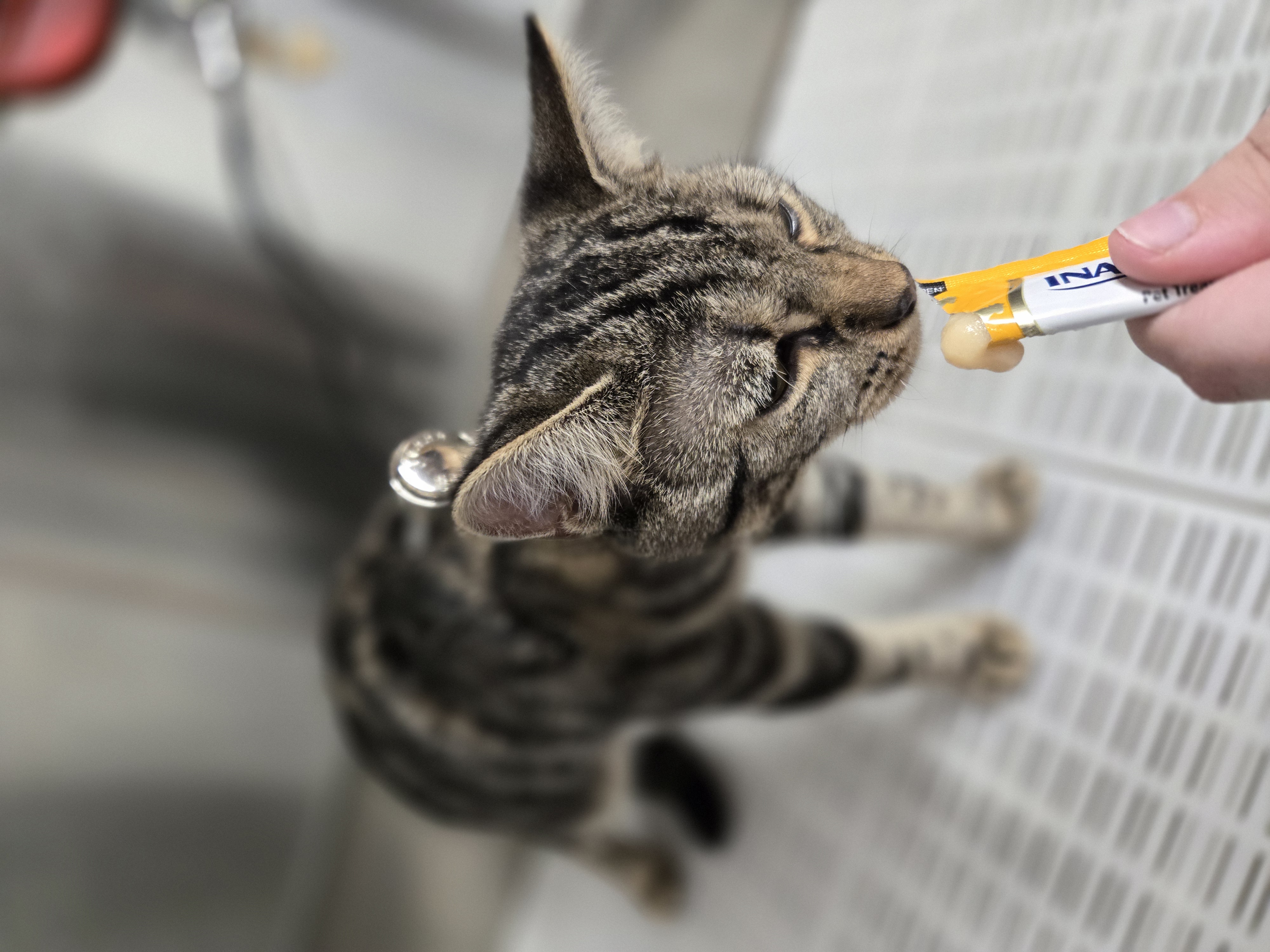 White Schnauzer - Miniature Schnauzer