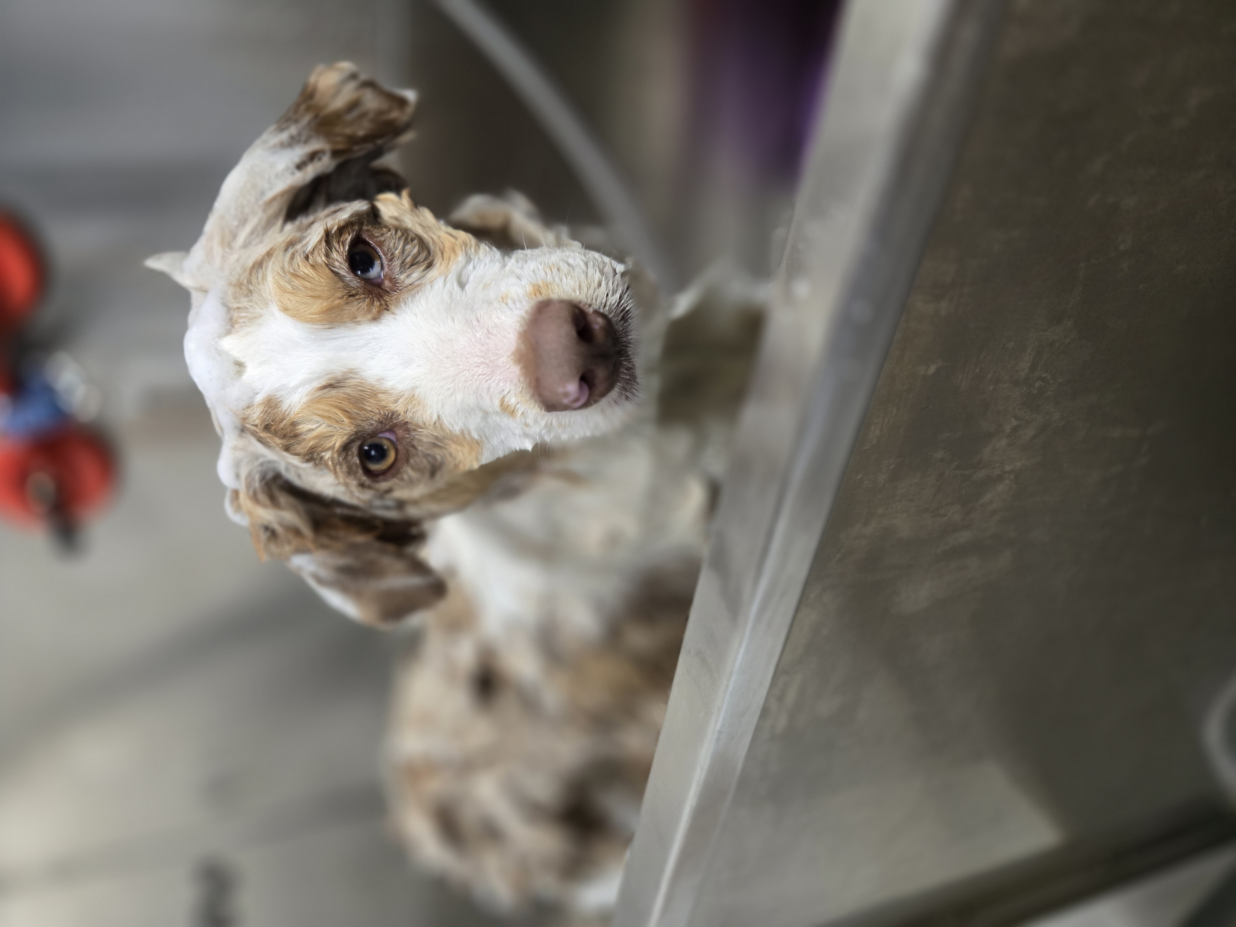 Shaggy Terrier - Pet