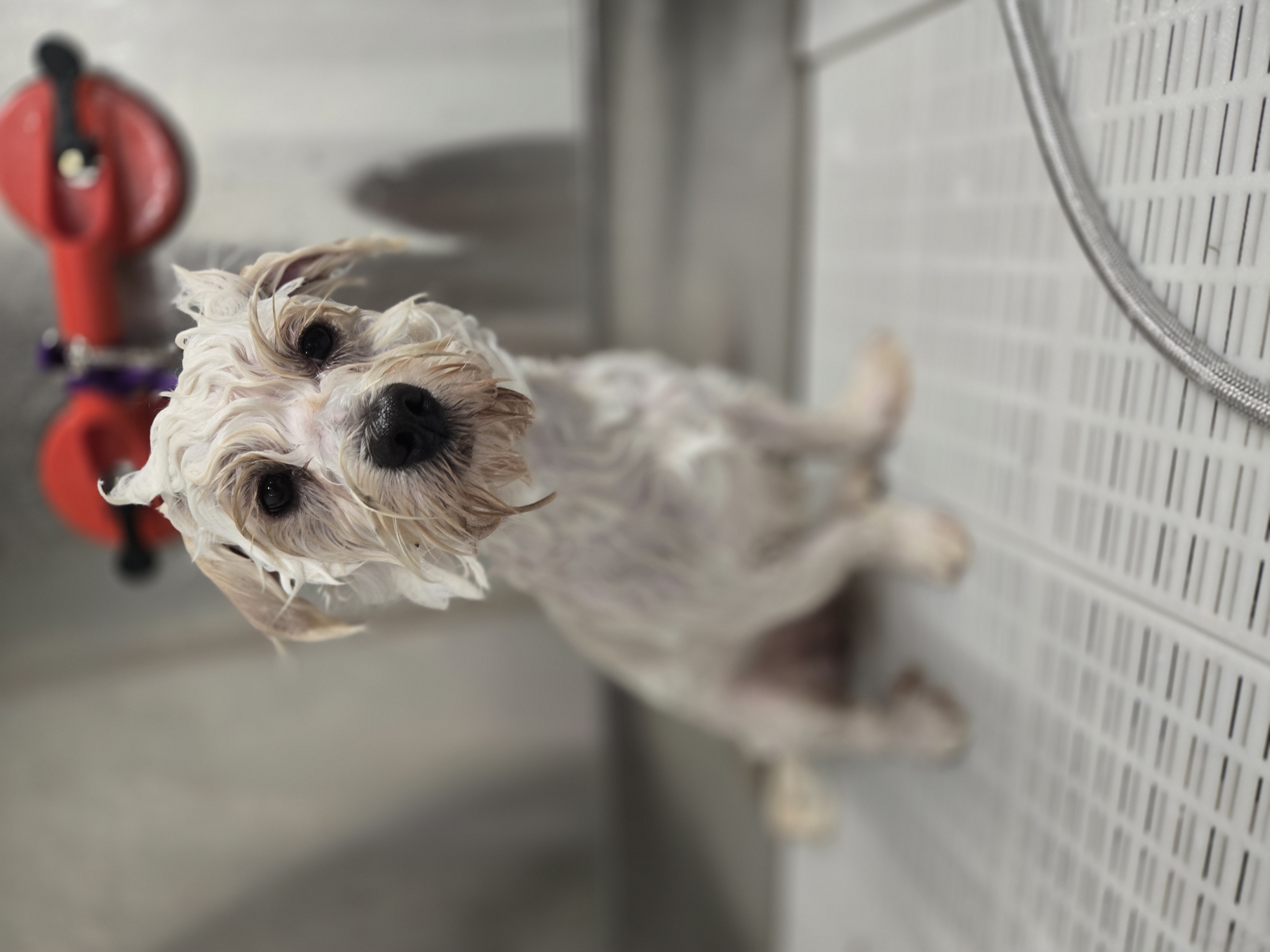 White Bichon - Bichon Frise